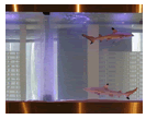 千葉の熱帯魚・水草・サンゴ・水槽レンタルのオールージュ
