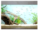 千葉の熱帯魚・水草・サンゴ・水槽レンタルのオールージュ