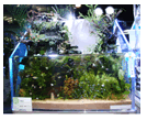 千葉の熱帯魚・水草・サンゴ・水槽レンタルのオールージュ