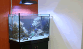 熱帯魚水槽
