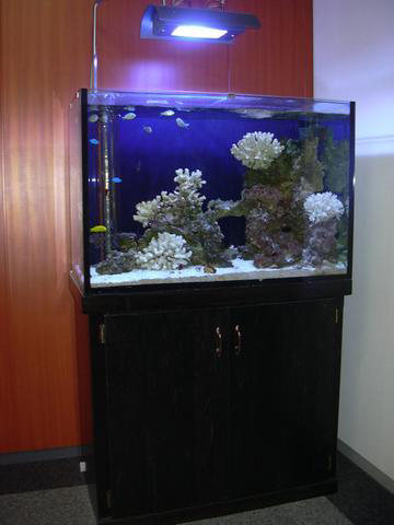 熱帯魚水槽