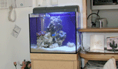 熱帯魚水槽