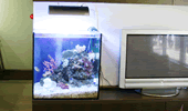 熱帯魚水槽