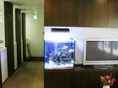 熱帯魚水槽