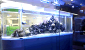 熱帯魚水槽