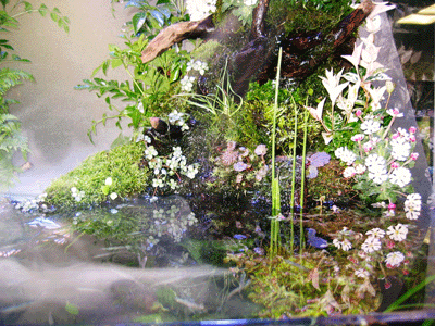 熱帯魚水槽