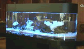 熱帯魚水槽