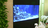 熱帯魚水槽