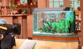 熱帯魚水槽