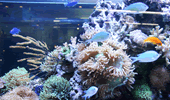 熱帯魚水槽
