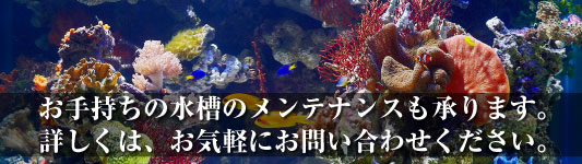 千葉の熱帯魚・水草・サンゴ・水槽レンタルのオールージュ